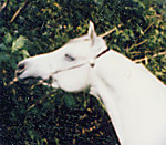 Karimezon photo3
