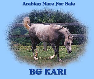 Mare for Sale
