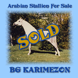 Stallion for Sale